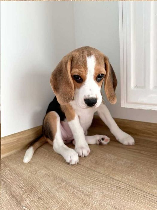 Продам біглів. Є дівчатка та хлопчики. Доставка.