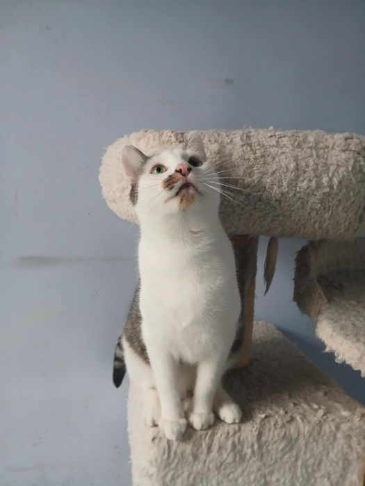 Banjo - młody kocurek spragniony człowieka