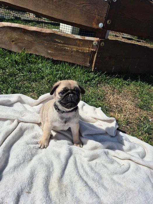 Cudowne zabawne mopsiki