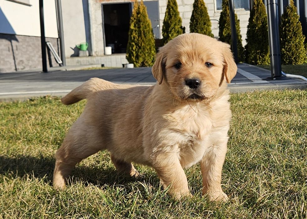 Golden retriver złoty