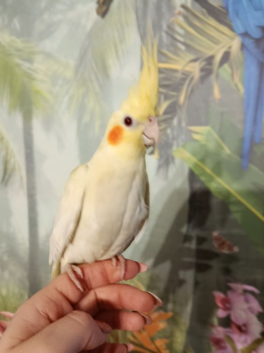 Nimfa ręcznie karmiona oswojona