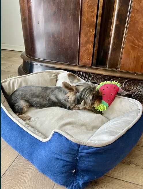 yorkshire terrier - piesek 9msc