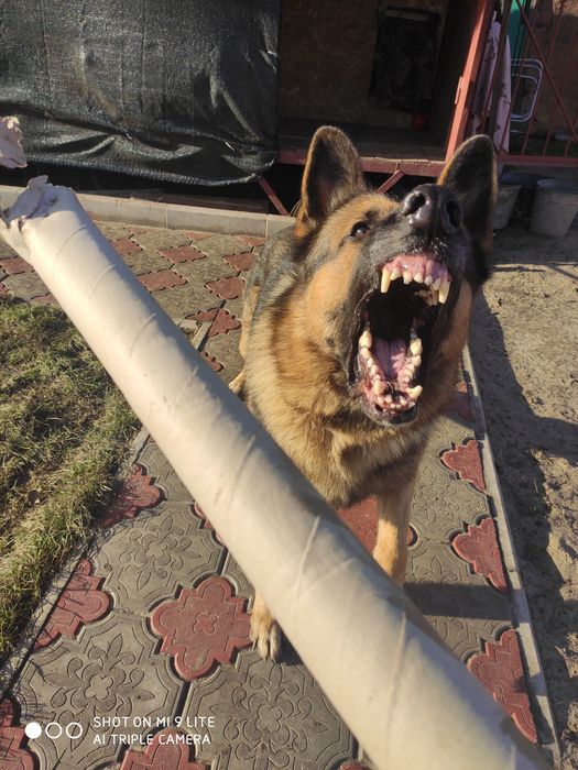 Кобель немецкой овчарки