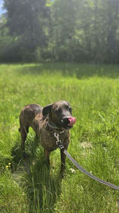 LAJLA sunia do adopcji