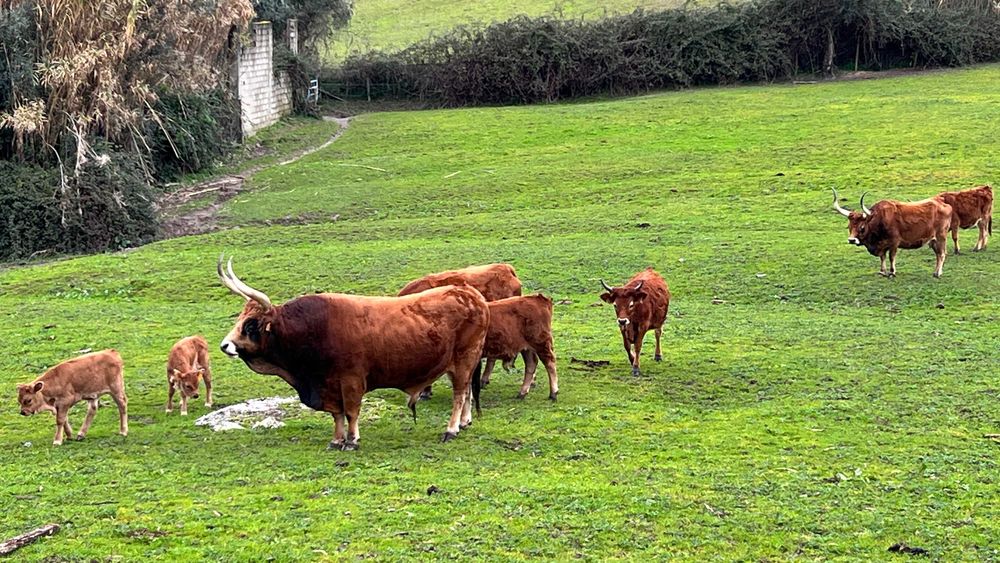Boi Cacheno - Modo de Produção Biológico