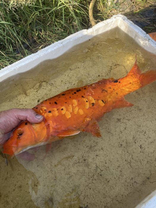 Karp EuroKoi selekt 48 cm hodowla