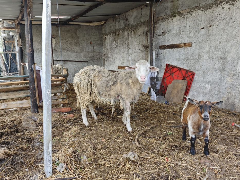 Ovelhas e cabras