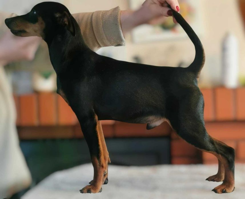 Pinczer miniaturowy szczenię  rodowód ZKwP (FCI)