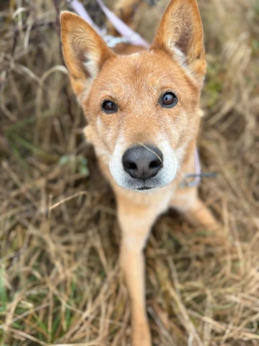 Łagodny karmel w poszukiwaniu domu