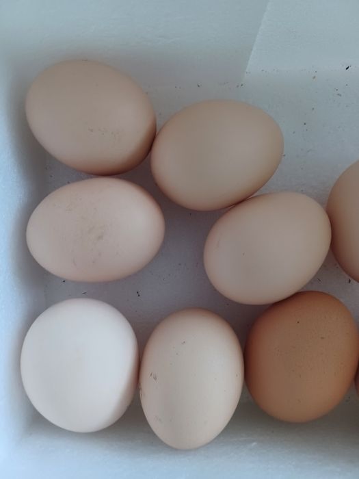 Jajka wiejskie od kur z wolnego wybiegu.