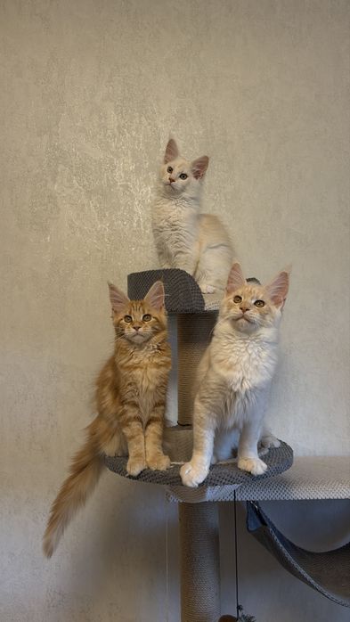 Кошенята Мейн Кун