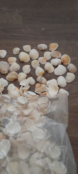 Морские ракушки .мушли. рапаны.