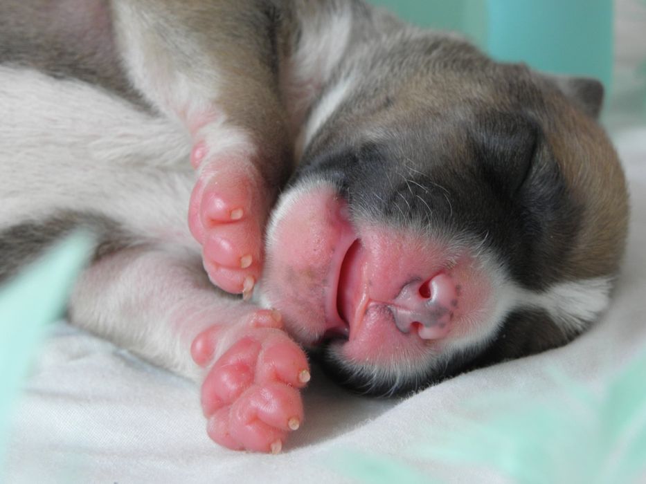 Efektowne szczenię AMSTAFF FCI