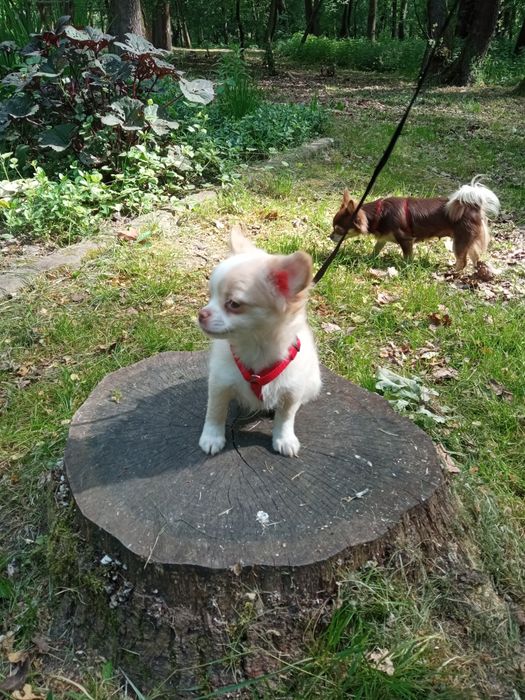 Дівчинка чіхуа довгошерста