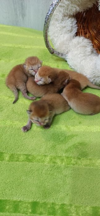 Шотландские золотые шиншиллы вислоухие и прямоухие котята