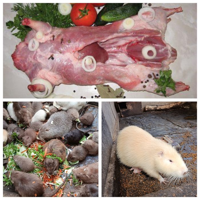 М'ясо, Нутрія. Читайте опис.