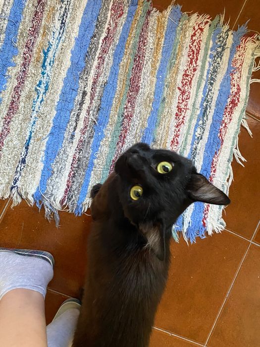 Gatinho para adoção