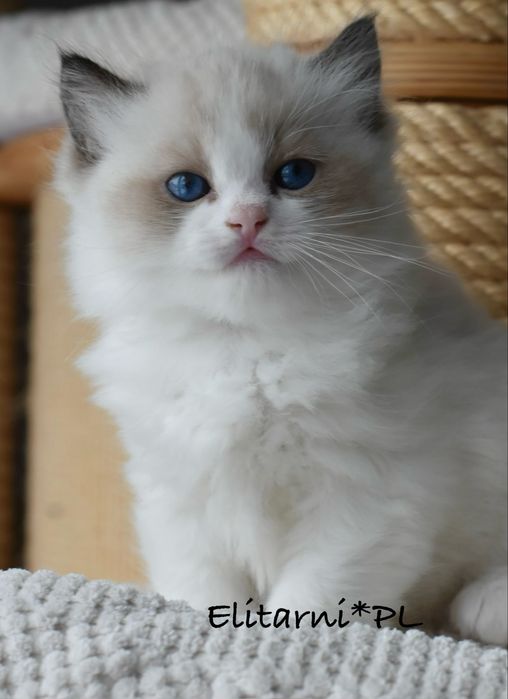 Kocurek, rodowód FPL, hodowla 15 lat.