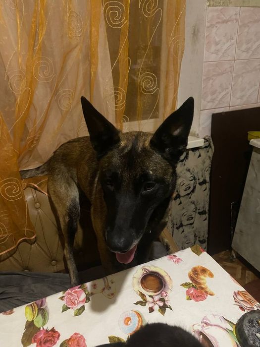 Малюки овчарок хлопці та дівчата