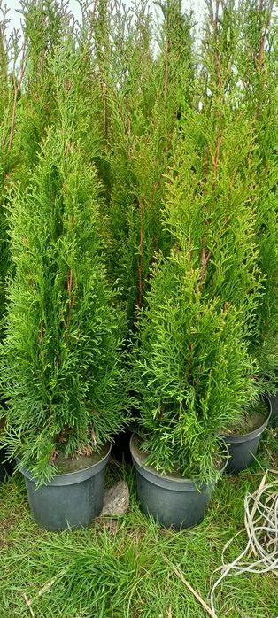 Tuja,tuje szmaragd 100 cm