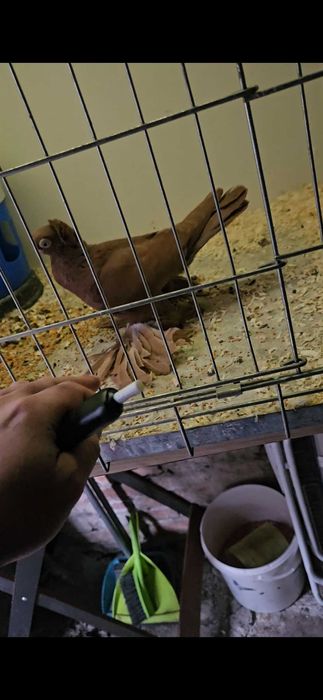 Wywrotek mazurski 2025r samczyk