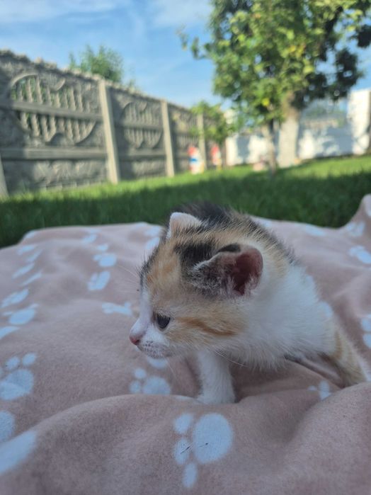 Dwie małe kotki do adopcji
