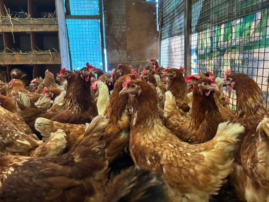 Kury nioski 24 tygodni już się niosą