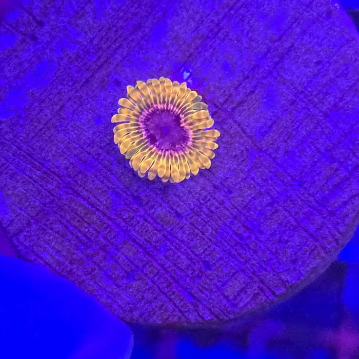Zoanthus Acid Reflux – 1 polip - zoa Kingdom of Corals