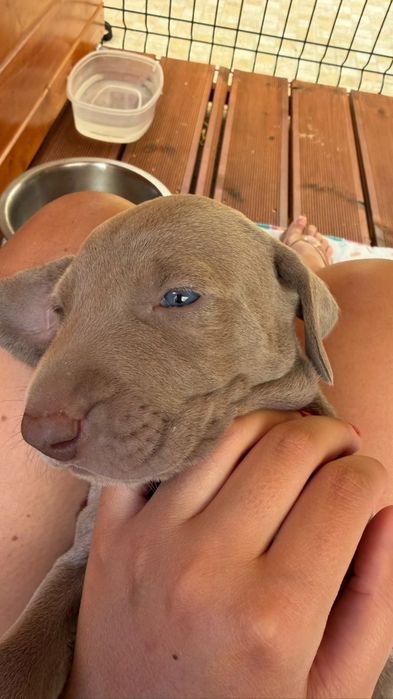 Weimaraner com lop