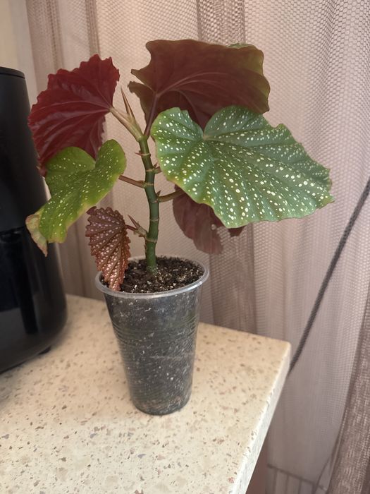 Бегония пятнистая