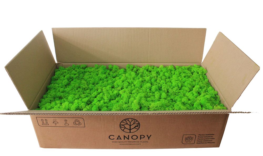 Декоративний Мох