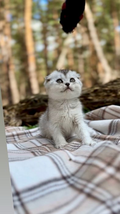 Шотландські висловухі срібна шиншила кошенята