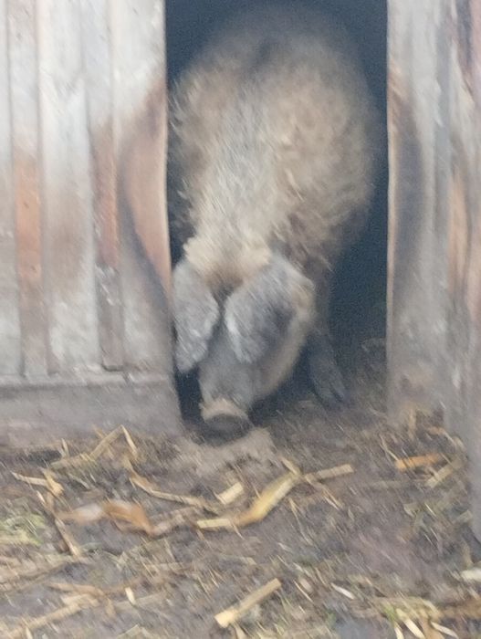 Поросята мангалиці