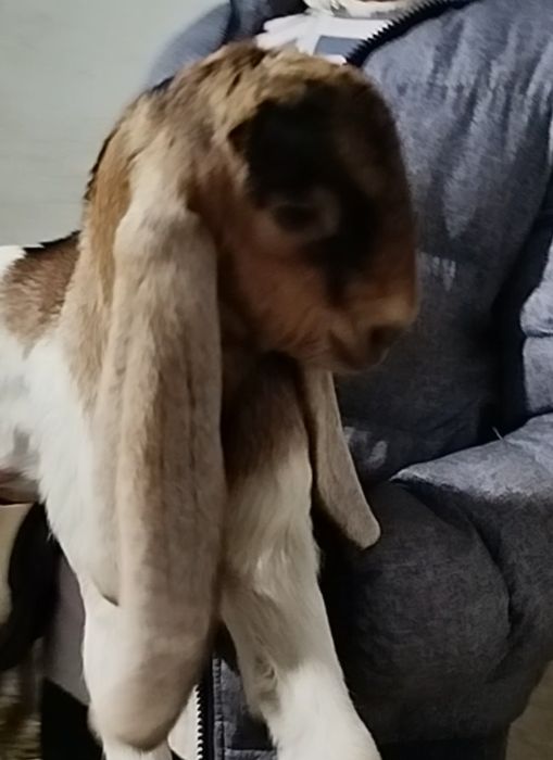 Каморі цапки, народились в січні 2026 року