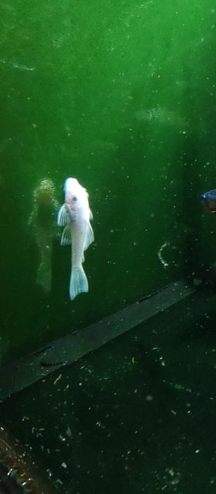 Ancistrus L144 Snow White