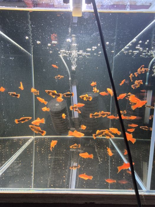 Red Alpha cały miot 2 cm Okazja