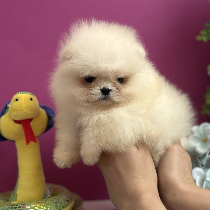 ляльковий Ведмедик шоу классу