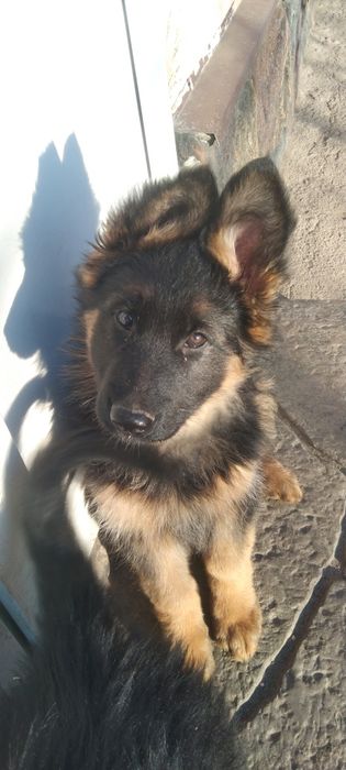 Довгошерсті цуцента німецької вівчарки