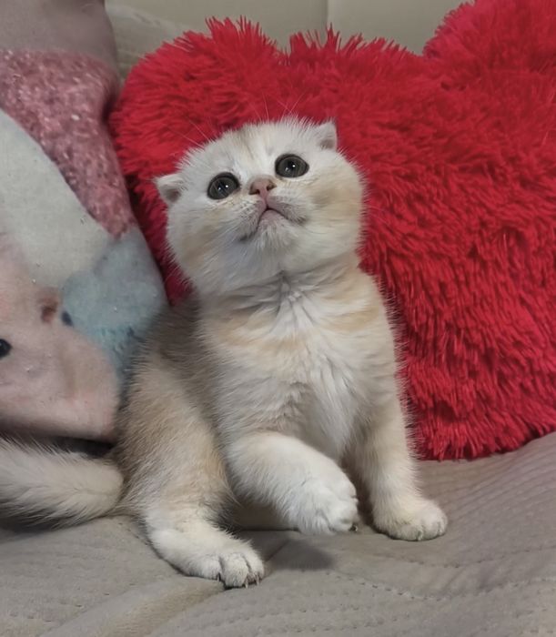Дівчинка срібла шиншила котята кошенята котики