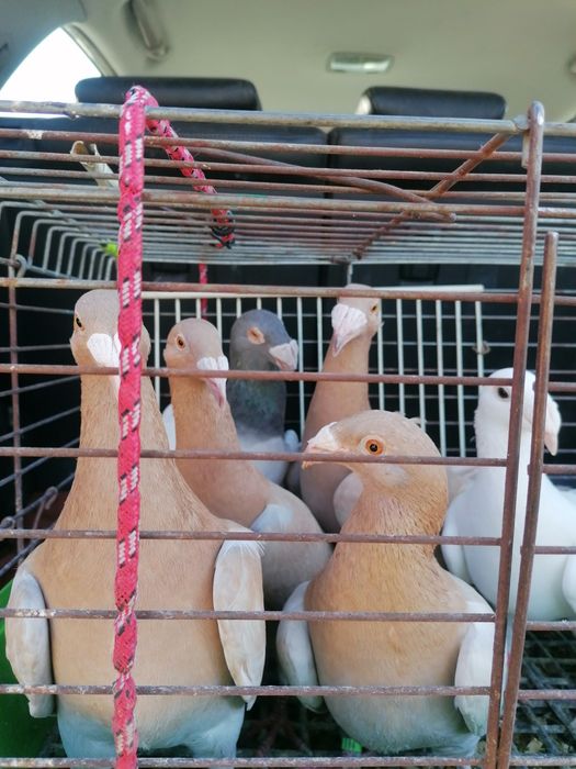 Gołębie rzeszowskie samica