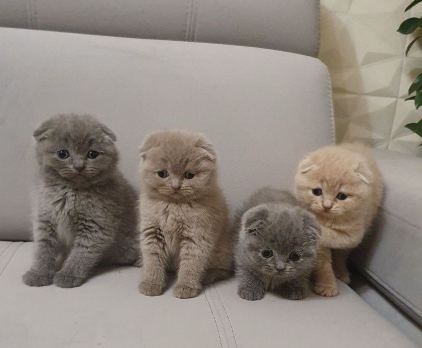 Шотландські висловухі кошенята