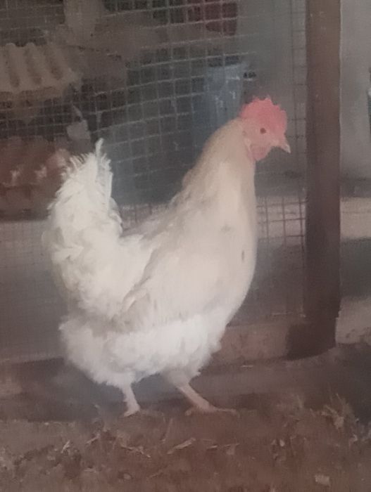 Куры породы Сенді