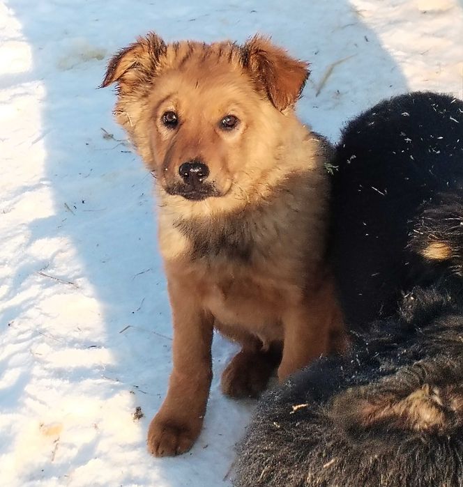 Oddam 2 młode suczki.