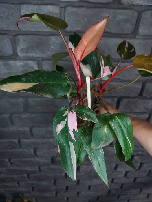 Philodendron Pink Princess #2