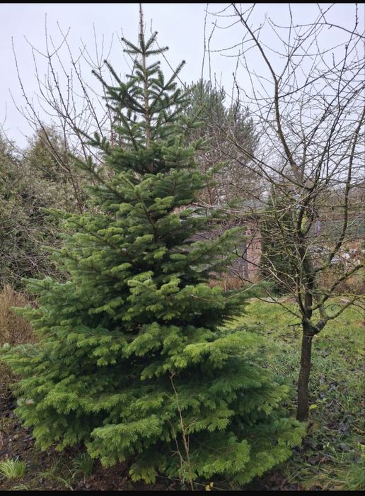 Choinka jodła kałkazka