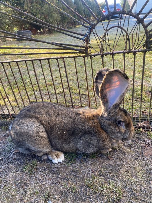 Samiec Olbrzym Belgijski