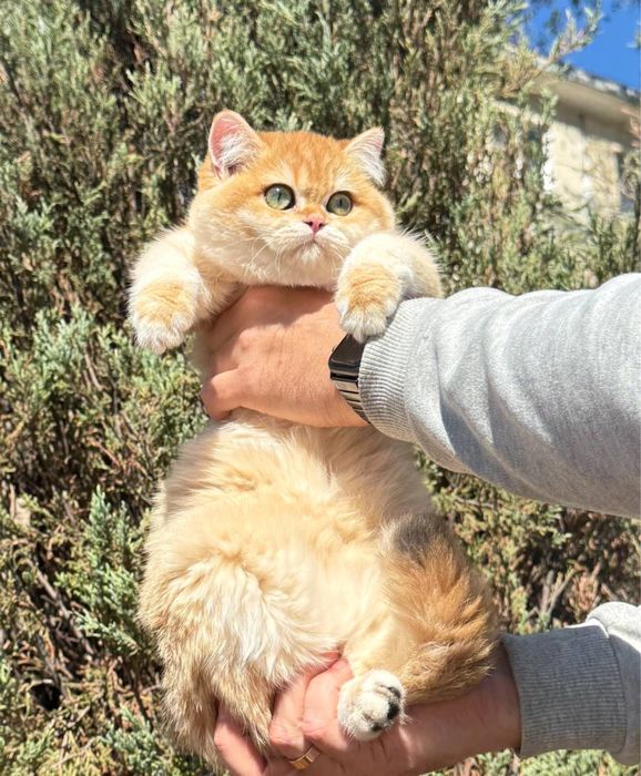 Британська котик золота шиншила bri by 12 , 4місяці