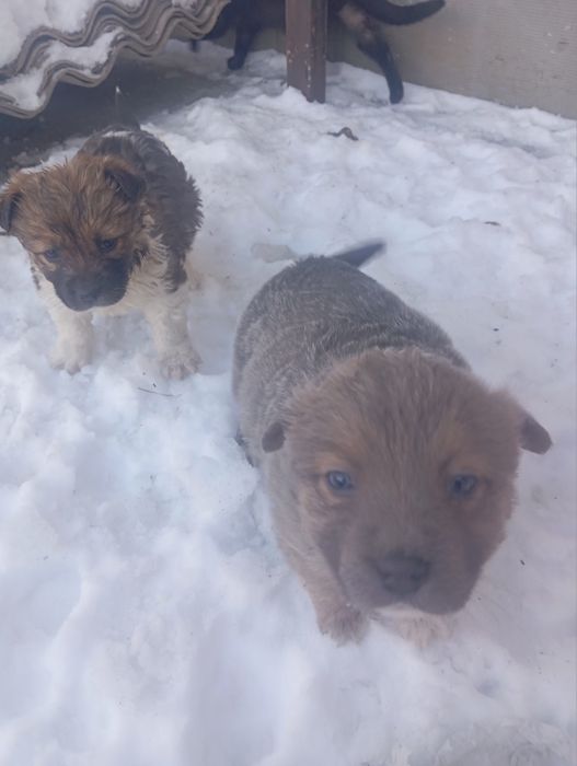 Віддамо песиків в добрі руки