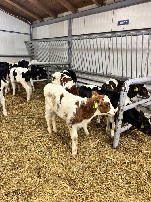 Byczki mięsne I mieszanki duży