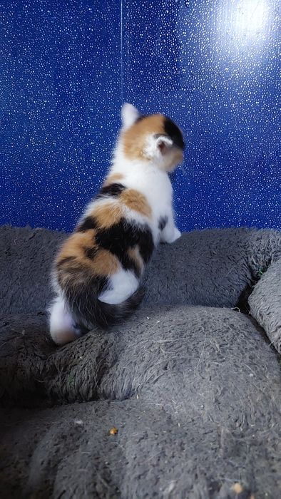 Котята девочки и мальчики